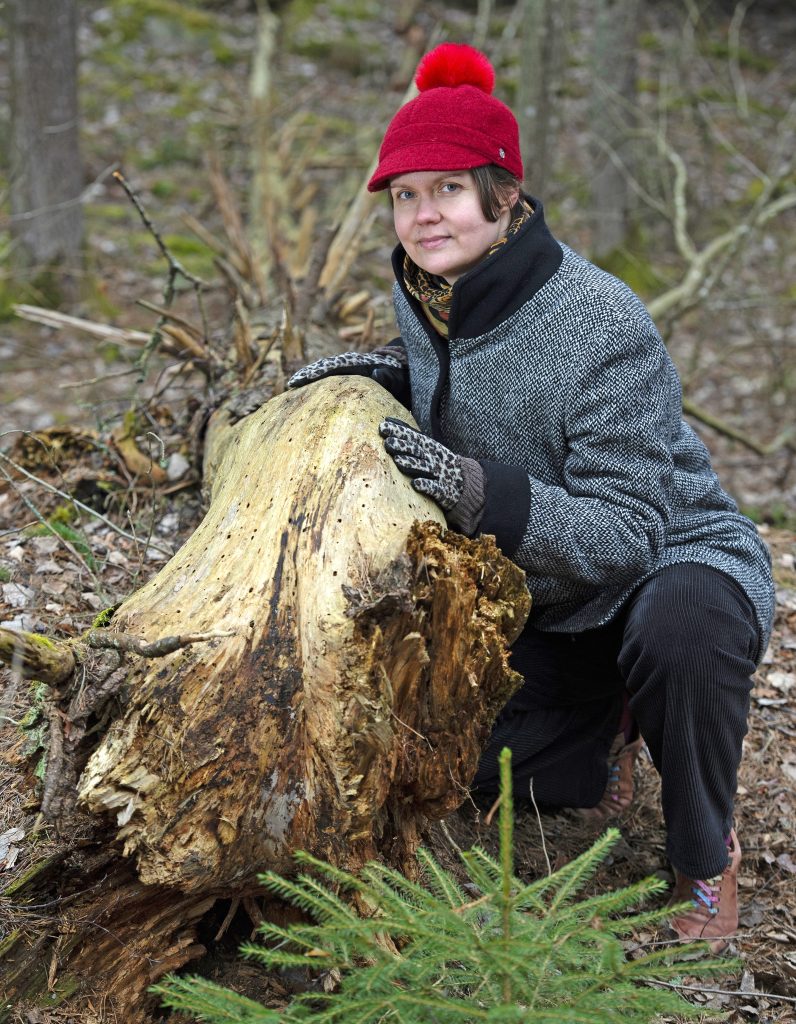 Kuvassa ihminen on kyykyssä lahopuun vieressä ja katsoo kameraan. Edessä on nuori kuusi.