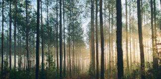 Sielujen puolustajan tilinpäätös – Mietteitä Helsingin piispan muistelmista