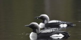 Luonto puhuu: Jumalan armosta olette kaikki perillä