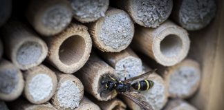 Luonto puhuu: Hyönteishotellin pisteliäs vieras