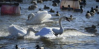 Luonto puhuu: Kevättä rinnassa – kyhmyjoutsenten kosiopuuhat ovat näyttävää seurattavaa