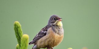 Luonto puhuu: Kuka saa syödä ja kenet?