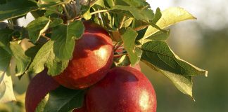 Ortodoksisen kirkon piispainkokous puuttui asiaan, kun omenapuuta alettiin kutsua kosketusreliikiksi