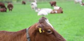 Kari Kuulan kolumnin kanteluista ei jatkotoimia – Espoon kapitulin mukaan keskustelu tehotuotannon globaaleista ongelmista on tärkeää