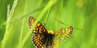 Luonto puhuu: Ristikon takaa vapauteen