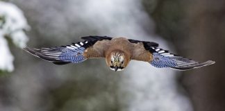 Luonto puhuu: Finalistin parempi höyhenpuku