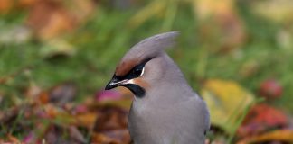 Luonto puhuu: Rukouskello helisee puussa