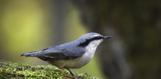 Luonto puhuu: Kaikki lintujen ystävät eivät ole vielä nähneet pähkinänakkelia