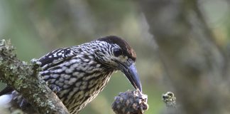 Luonto puhuu: Pähkinähakin puku viestii pistemäistä toivoa