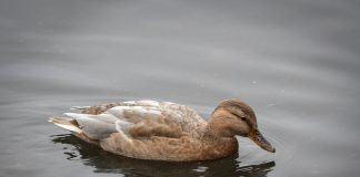 Luonto puhuu: Väriltään poikkeava lintu saattaa olla enkeli valepuvussa