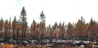 Kalajoen seurakunta suojeli yli sata hehtaaria viime kesänä palanutta metsää