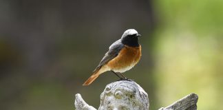 Luonto puhuu: Leppälintu ja muita työtovereita