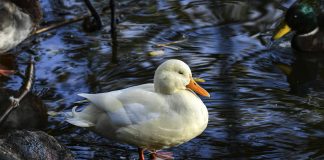 Luonto puhuu: Osa eläimistä ja kasveista elää monin verroin ihmistä vanhemmiksi