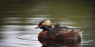 Luonto puhuu: Punasilmäinen syyttäjä – Mustakurkku-uikku on vähälukuinen rehevien vesistöjen lintu