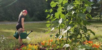 Pörriäisten kukkakedosta ja hyönteishotelleista tuli seurakuntalaisten yhteinen silmäterä Kuopion Männistössä