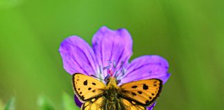 Luonto puhuu: Millainen on hengellinen kutsumus?