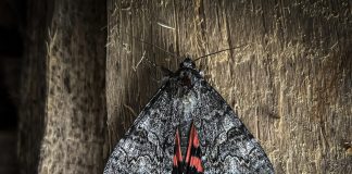 Loppukesän perhosmaailman jättiläisiä ovat ritariyökköset
