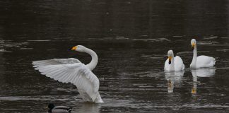 Luonto puhuu: Kalevalastakin tuttu Tuonen joutsen