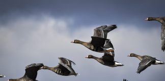 Luonto puhuu: Kun Jeesus-lapsi matkusti tundrahanhen selässä kauas Venäjälle, hänessä syttyi tietoisuus tehtävästään