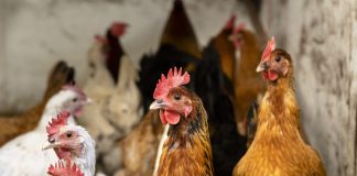 Iloa, pelkoa, surua ja vihaa – tutkija ja kanankasvattaja kertovat kanojen maailmasta, johon Jeesuskin viittasi