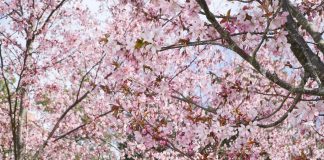 Sairaalapastori Hanna Hella-Aro osallistui huhtikuussa Santiago de Compostellan pyhiinvaellukseen: ”Hiljainen mietiskely ja oman elämän kelaaminen korostuvat”