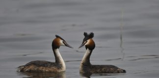 Luonto puhuu: Rovastin parempi parisuhdekurssi