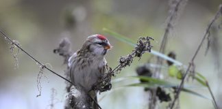 Luonto puhuu: Ruderaatilla linnut viihtyvät talvisin