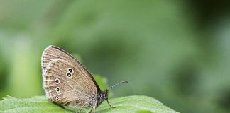 Luonto puhuu: Onko kaikki kauneus katoavaista?