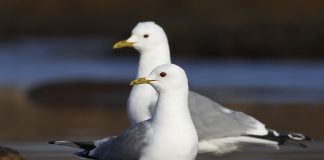 Luonto puhuu: Liian tuttavalliset lokit saattavat olla todellinen riesa, mutta ne voivat myös muistuttaa perisynnistä