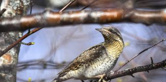 Luonto puhuu: Käenpiika on outolainen tikkojen joukossa