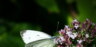 Luonto puhuu: Harrastaako Jumala pieniä valkoisia valheita?