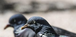 Luonto puhuu: Bongarin katse kehittyy teräväksi