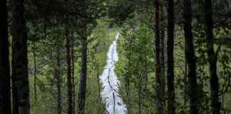 Luonto puhuu: Pitkospuilla ihminen kulkee erotettuna maastosta ja samalla erityisellä tavalla osana luontoa