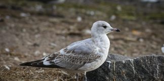 Luonto puhuu: Kuinka laridsti päätyi enkelten lennonjohtajaksi