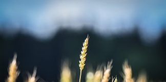 Suomalainen maatalousyrittäjä ei tunnista itseään julkisesta kritiikistä – kirkko on huolissaan maaseudun perheiden jaksamisesta