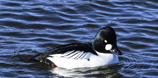 Luonto puhuu: Pyykki muuttui valkoiseksi kuin telkän vatsa