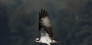 Luonto puhuu: Ilmaista on taiwaan tawara