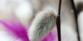 Kommentti: Kelpaako palmusunnuntain virpojalle bitcoin?