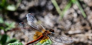 Luonto puhuu: Katumus, joka aiheutti muodonmuutoksen