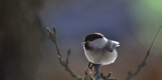 Luonto puhuu: Pappi kuunteli hömötiaista Jumalan äänenä