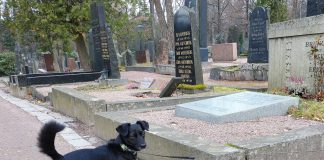 Kommentti: Koirien ulkoiluttaminen lähti hihnasta Hietaniemen hautausmaalla