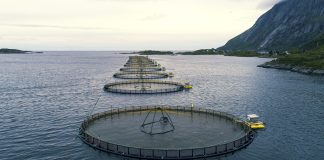 Ukrainan sota on heikentänyt maailman ruokaturvaa – Mitä maailma syö vai syödäänkö kohta mitään?