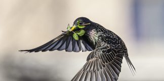 Luonto puhuu: Puhuttelipa muuan kottarainen vuoteeseen juuttunutta ritaria