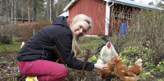 Imatralainen Susanna Julin tunnetaan myös ”kanapastorina” – innostus johti omatarvekanalan rakentamiseen