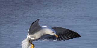 Luonto puhuu: Enkelin prototyyppi vauhdissa