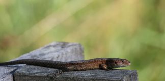 Luonto puhuu: Kuka olikaan ilosanoman ensimmäinen viejä?