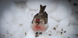 Luonto puhuu: Kun urpiaisparvi varoitti uhkaavasta tragediasta