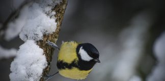 Luonto puhuu: Pakkastiaisen lyhyempi lemmenkutsu