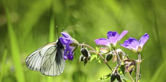Luonto puhuu: Perhosen lento on monenlaista mutta aina yhtä ihmeellistä