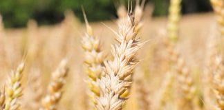 Piispat Seppo Häkkinen, Matti Salomäki ja Jari Jolkkonen vetoavat suomalaisten maataloustuottajien puolesta